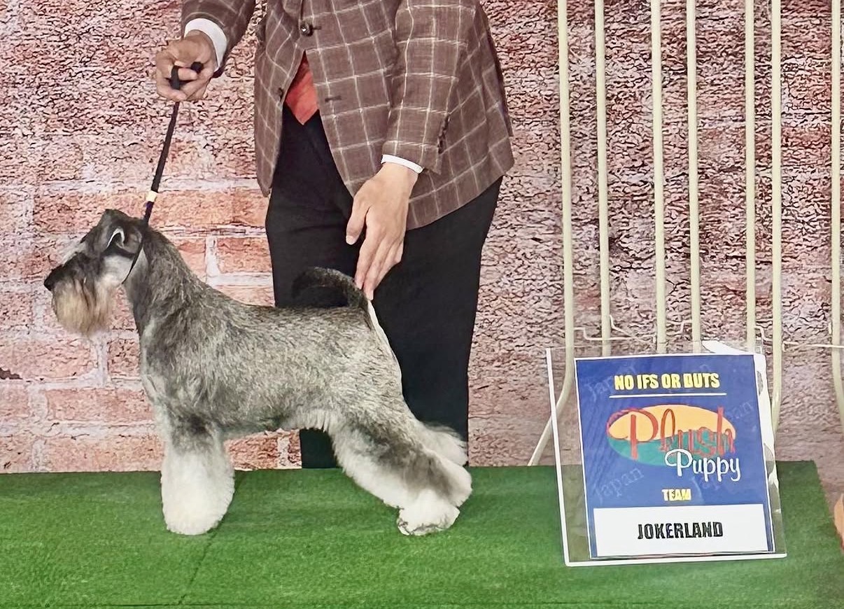 環水作品 犬 王者 NEWチャンピオン 完成 | TERRIER STYLE by Joker land | ミニチュア